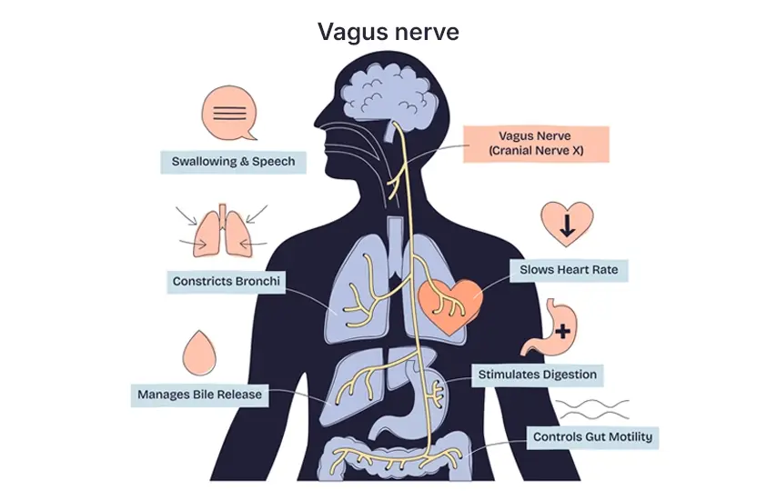 Vagus nerve diagram showing the pathway through the body
